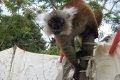 Komba Lemure artigianato